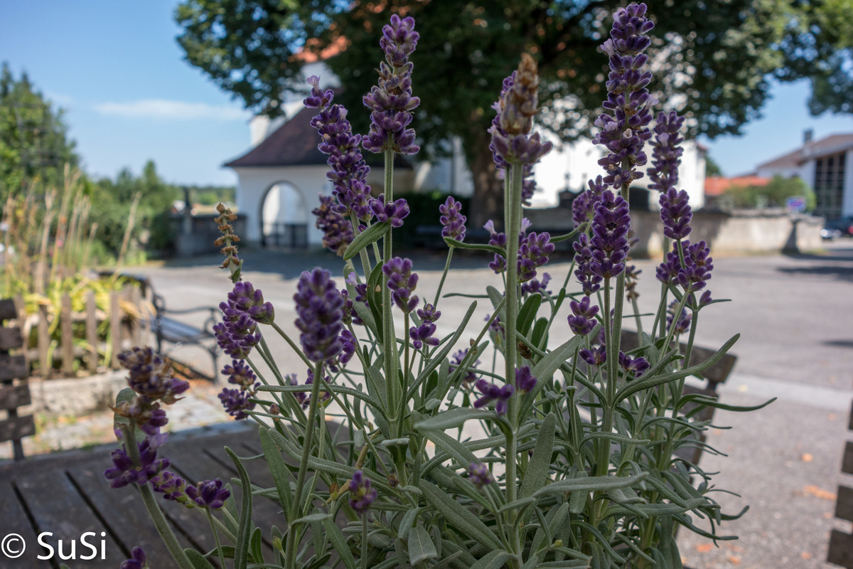 1457177861_3 1457177861_3