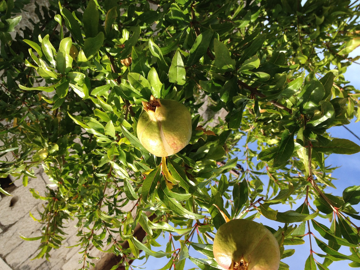 1453050029 1453050029