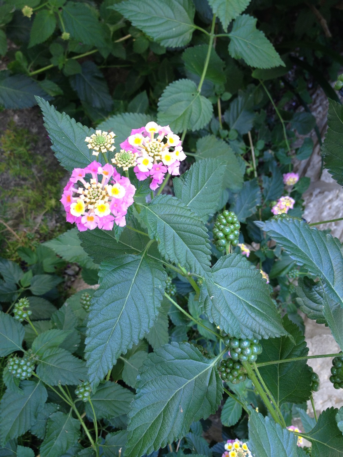 1453050038 1453050038